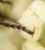 Holopyga sp.